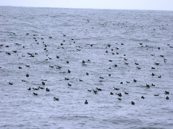 Shearwaters